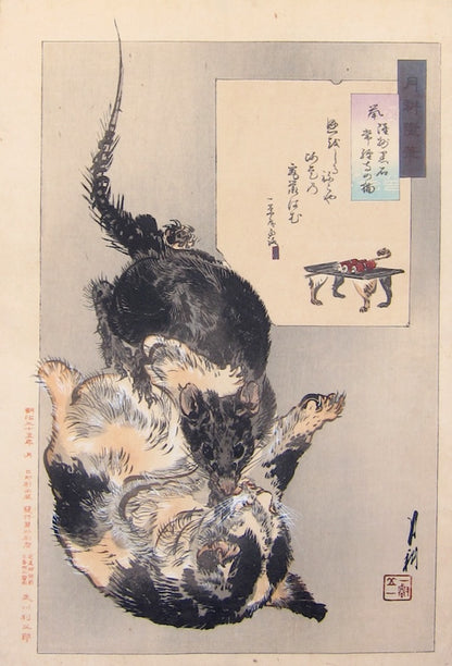Mysterious Technique of the Cat Rash Guard - Neko No Myojutsu!
